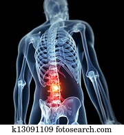 Highlighted spine Highlighted spine
