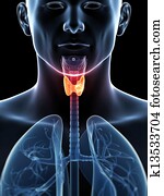 Highlighted thyroid cancer Highlighted thyroid cancer