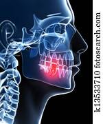 Highlighted tooth Highlighted tooth
