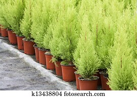 holandês, horticultura, com, ciprestes, em, um, estufa