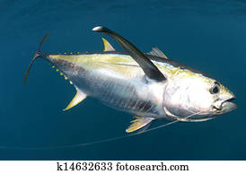 hooked yellow fin tuna fish underwater 