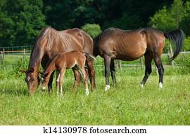 Horse family