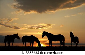 Horses Horses