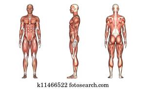 human body human body