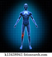 Human body knee pain Human body knee pain