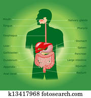 Human digestive system Human digestive system