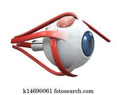 Human Eye Dissection Anatomy Human Eye Dissection Anatomy