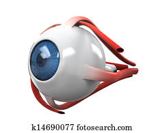 Human Eye Dissection Anatomy Human Eye Dissection Anatomy