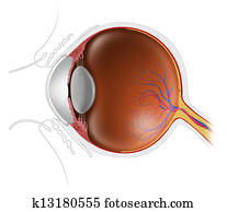 human eyeball human eyeball