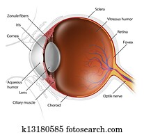 human eyeball human eyeball