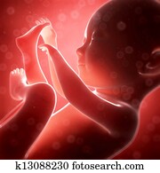 Human fetus month 7 Human fetus month 7