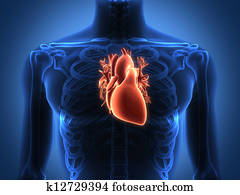 Human heart anatomy from a healthy body Human heart anatomy from a healthy body