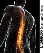 Human highlighted spine Human highlighted spine