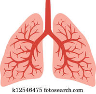 human lungs (bronchial system) human lungs (bronchial system)