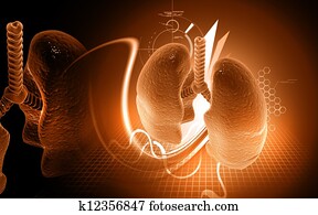 Human lungs Human lungs