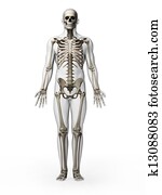 Human - skeleton Human - skeleton