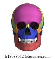 Human skull anatomy Human skull anatomy