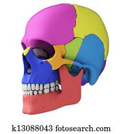 Human skull anatomy