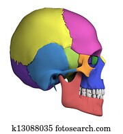 Human skull anatomy Human skull anatomy