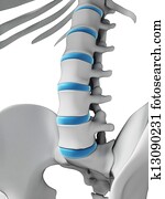 Human spine Human spine
