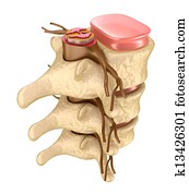 Human spine in details Human spine in details