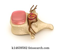 Human spine in details Human spine in details