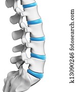 Human spine Human spine