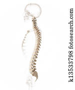 Human spine Human spine