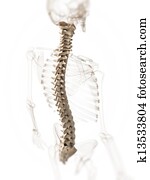 Human spine Human spine