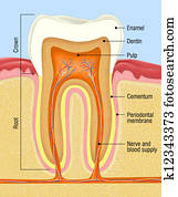 human tooth human tooth