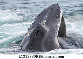 Humpback whale Humpback whale