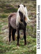 Iceland horse Iceland horse