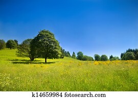 Idyllic rural scenery with green meadow and deep blue sky Idyllic rural scenery with green meadow and deep blue sky