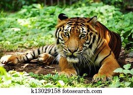 Indochinese tiger