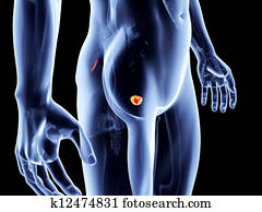 Internal Organs - Prostate Internal Organs - Prostate