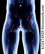 Internal Organs - Prostate Internal Organs - Prostate