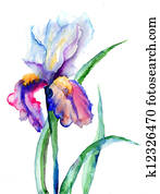 Iris flowers Iris flowers