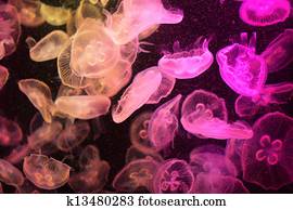 jellyfish jellyfish