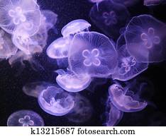 Jellyfish Jellyfish