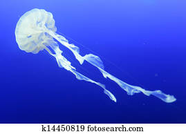 Jellyfish. Jellyfish.