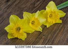 Jonquil Stock Images | Our Top 1000+ Jonquil Photos | Fotosearch