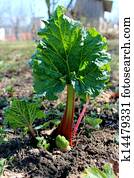 jovem, broto, de, um, ruibarbo, em, a, primavera