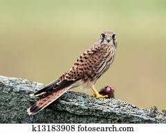 Kestrels catch (Falco tinnunculus)