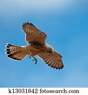 Kestrel's first hunting (Falco tinn