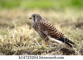 Kestrel's, the juvenile, profile
