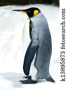 King Penguin - Aptenodytes Patagonicus