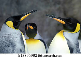 King Penguin - Aptenodytes Patagonicus