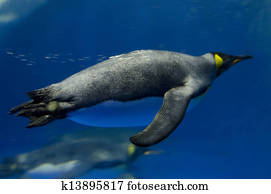 King Penguin - Aptenodytes Patagonicus