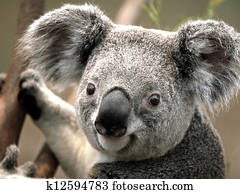 koala, ligado, a, árvore