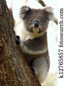 koala, ligado, árvore